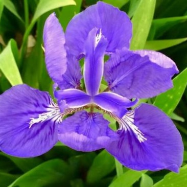 蓝花鸢尾种子四季易种易活混色单色花海公园庭院观赏