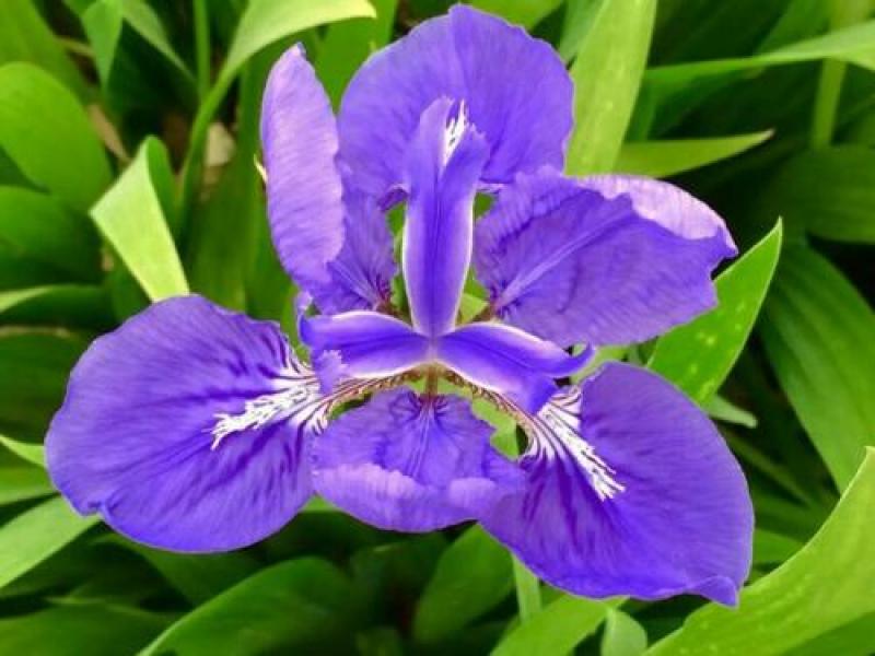 蓝花鸢尾种子四季易种易活混色单色花海公园庭院观赏