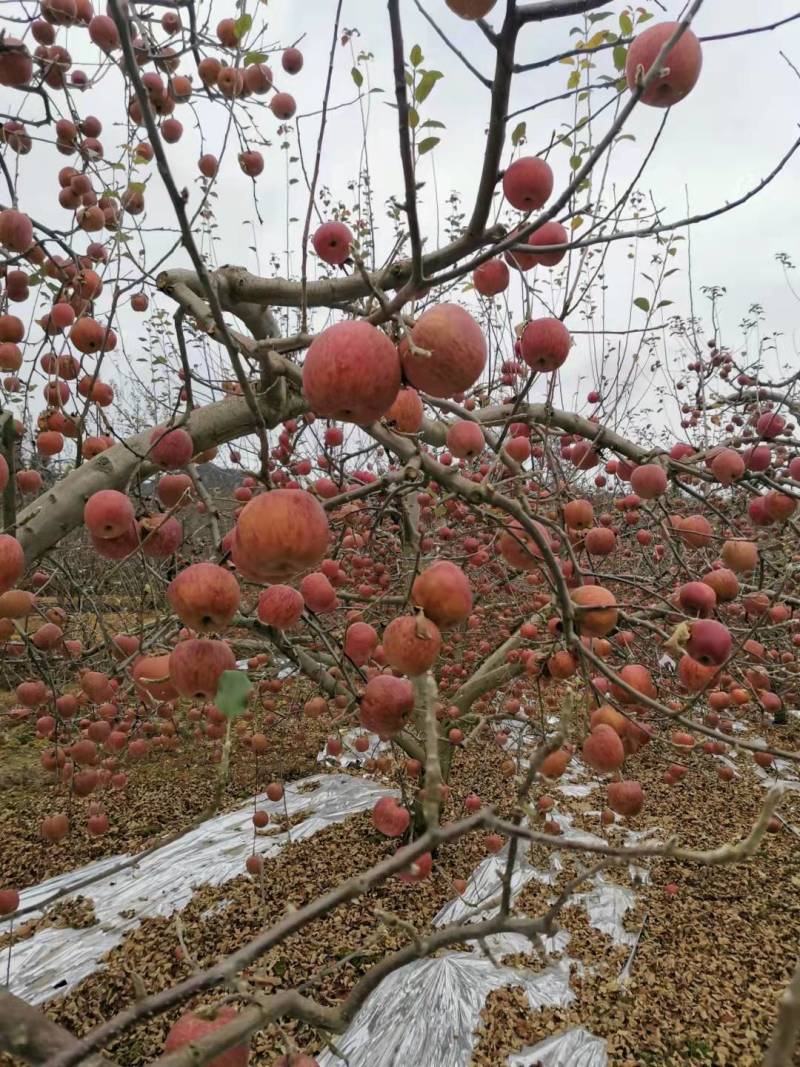 糖心丑苹果，2000多米海拔，产地直供，需要的联系