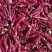 甘肃美国红朝天椒干辣椒（829，127）大量上市量大从优