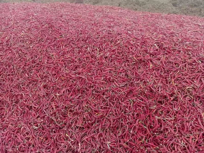 甘肃美国红朝天椒干辣椒（829，127）大量上市量大从优