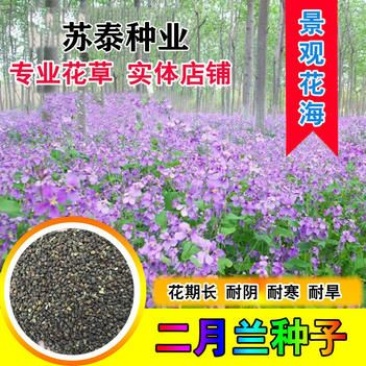 二月兰种子诸葛菜菜子花二月蓝种子四季易种种子景观花海