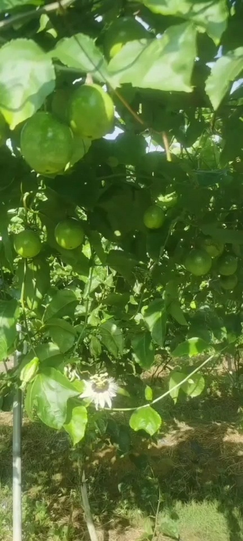 钦蜜9号黄金百香果，香又甜水份多，部分地区包邮，偏远除外