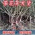 正宗嫁接矮化寿桃树苗南方北方盆栽地栽桃树苗桃苗四季开花