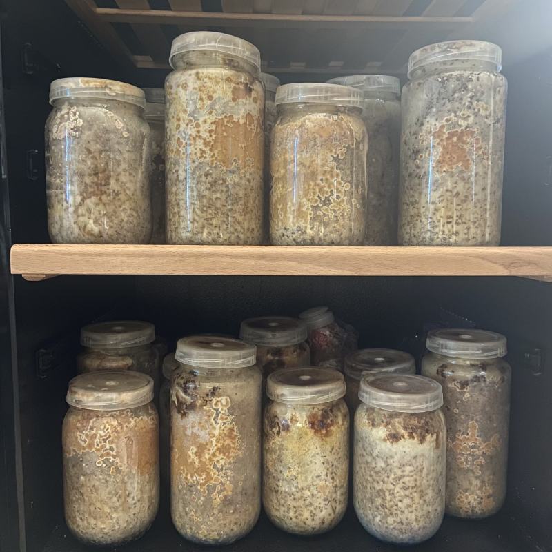 青海郅阳羊肚菌菌种原种