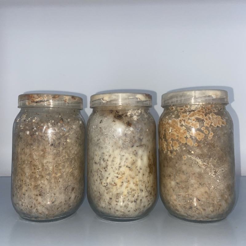 青海郅阳羊肚菌菌种原种