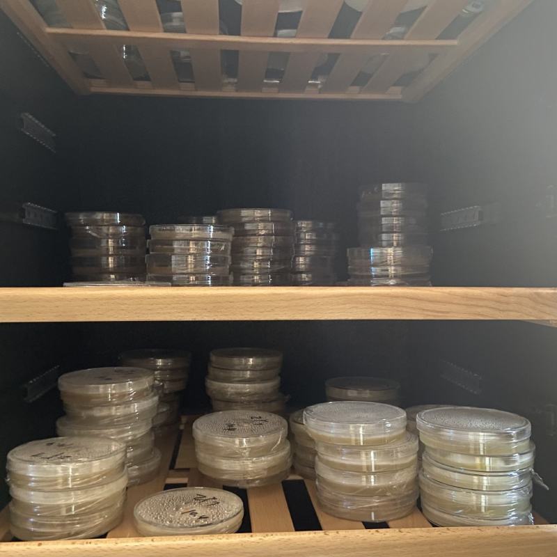 青海郅阳羊肚菌菌种羊肚菌母种六妹七妹高品质