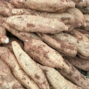 广西平南无楂粉葛万亩基地货源充足物美价廉