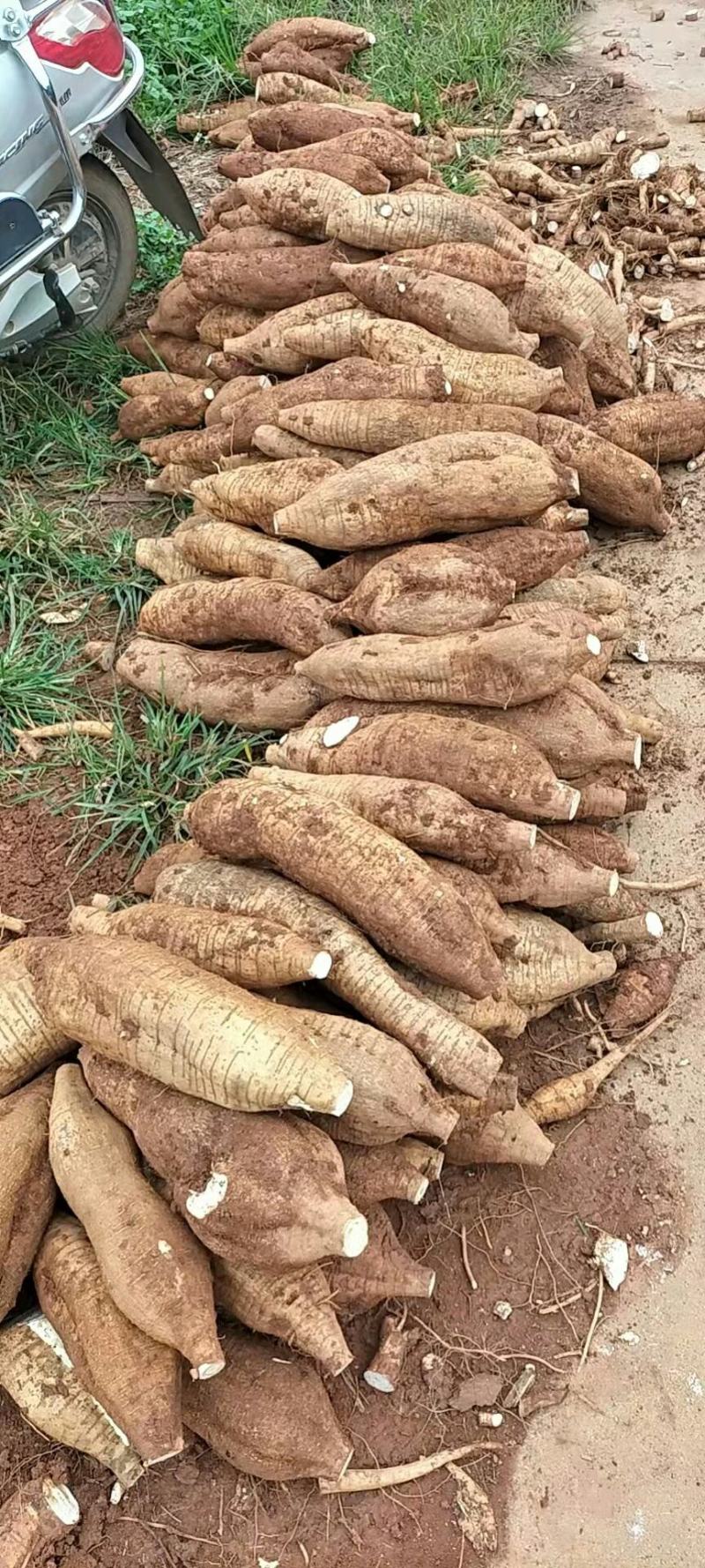 广西平南无楂粉葛万亩基地货源充足物美价廉