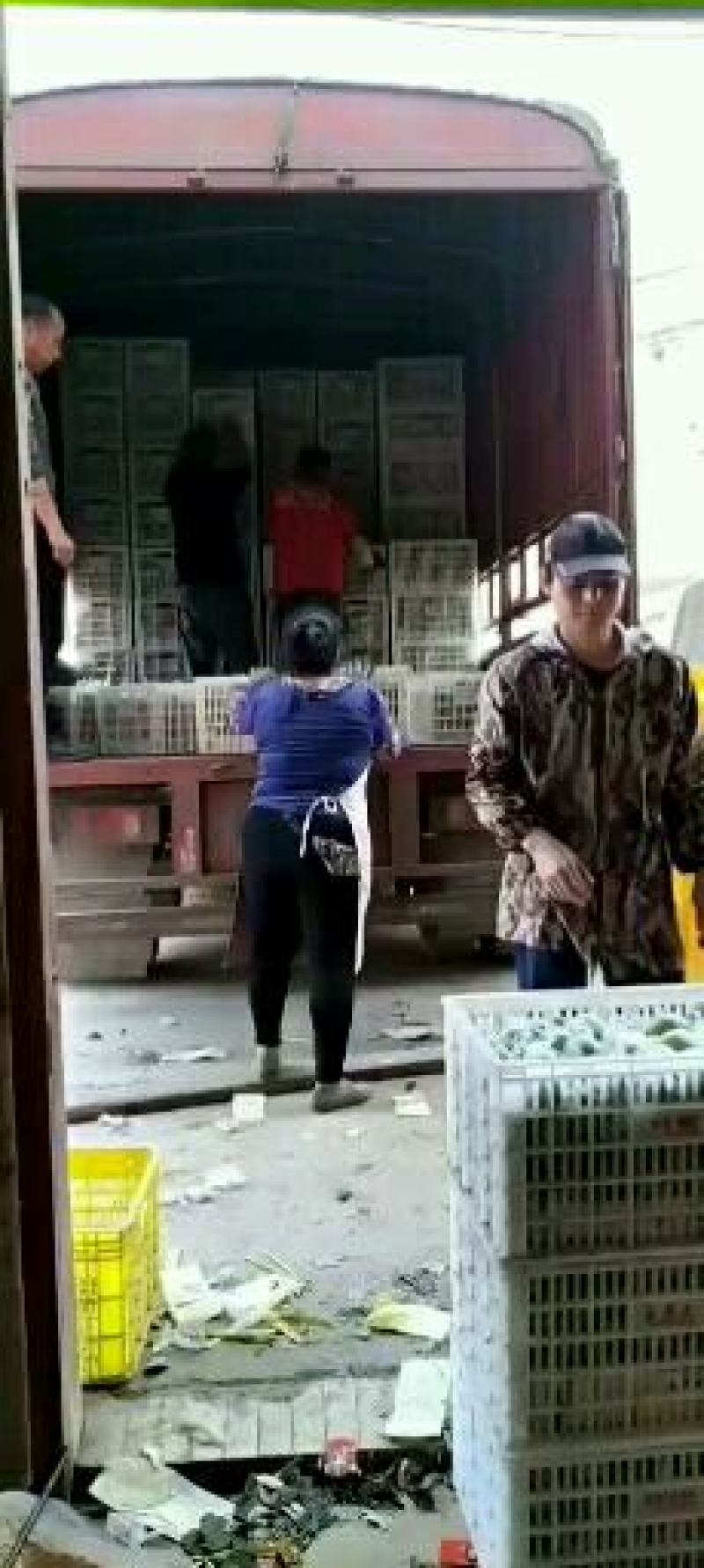 广西平南大青枣蜜丝枣万亩基地货源充足物美价廉