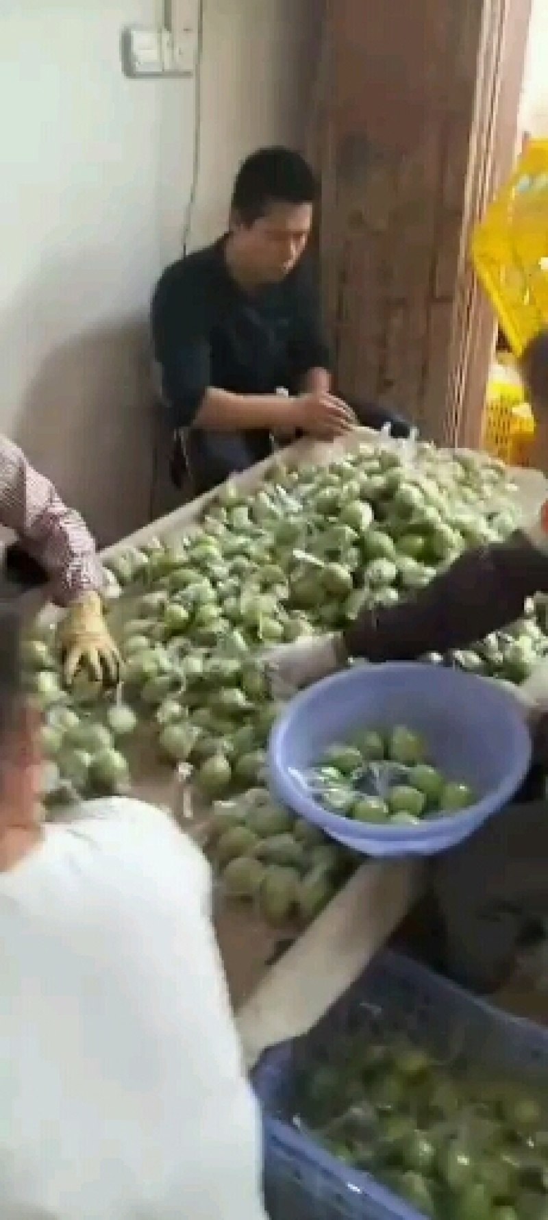 广西平南大青枣蜜丝枣万亩基地货源充足物美价廉