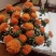 红花果，橙菠萝花