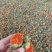 红花果，橙菠萝花