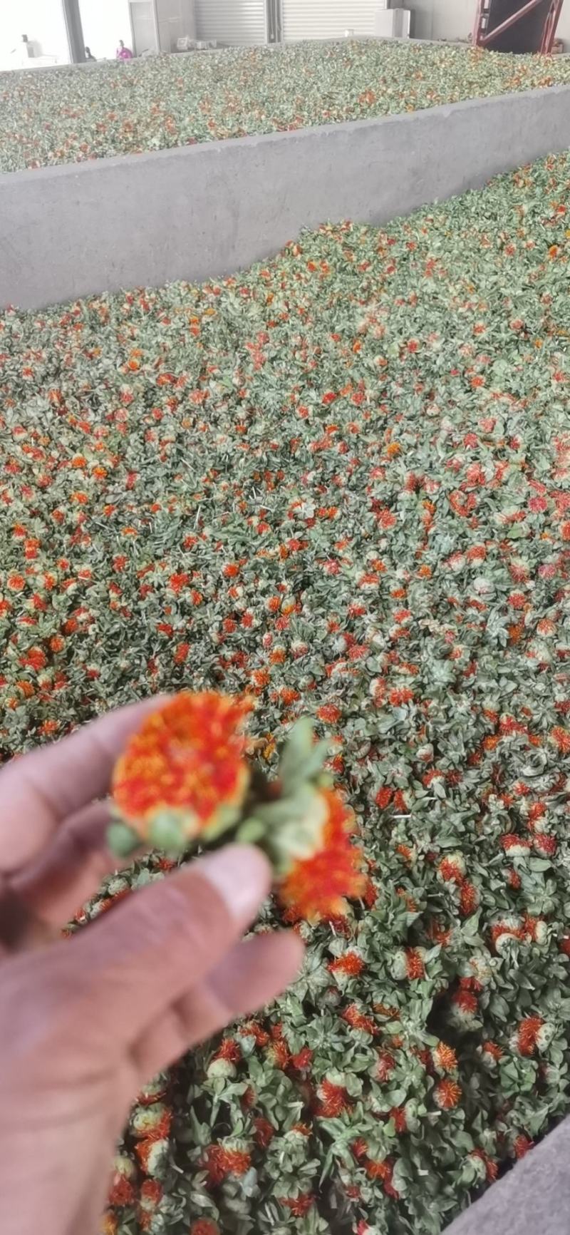 红花果，橙菠萝花