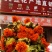 红花果，橙菠萝花