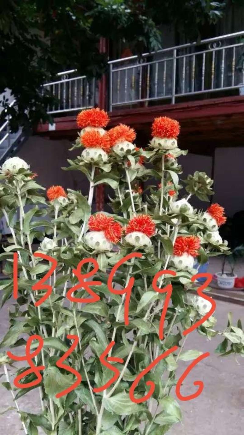 红花果，橙菠萝花