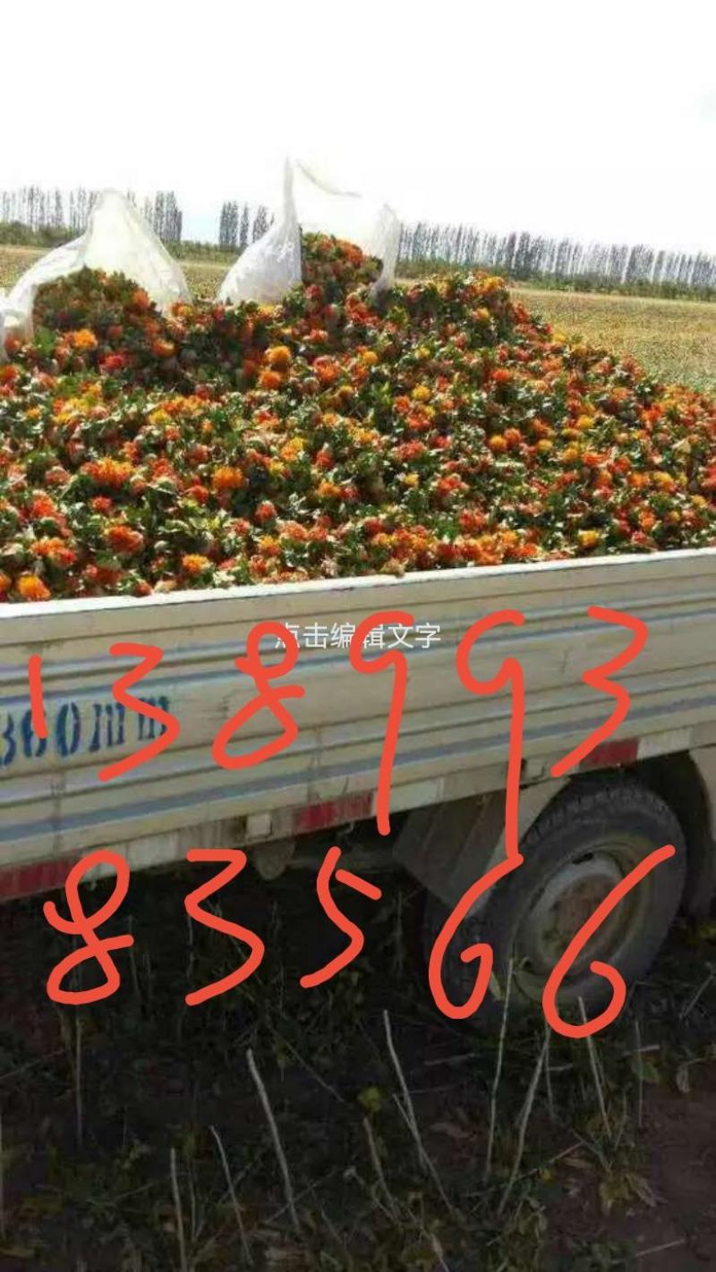红花果，橙菠萝花