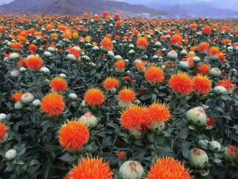 红花果，橙菠萝花