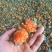 红花果，橙菠萝花