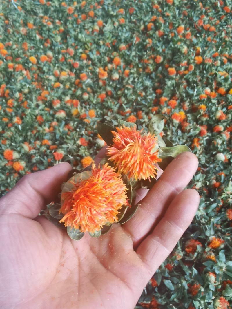 红花果，橙菠萝花