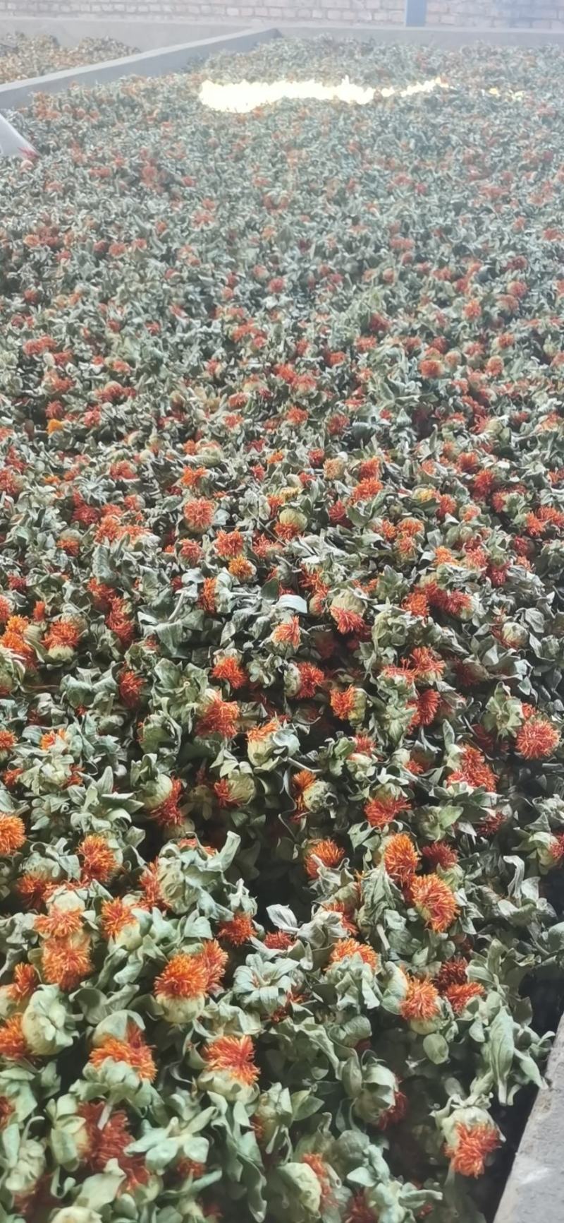 红花果，橙菠萝花