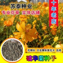 硫华菊种子硫磺菊种子四季易种庭院阳台种子景观花海