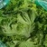 精品黄苗.绿苗生菜