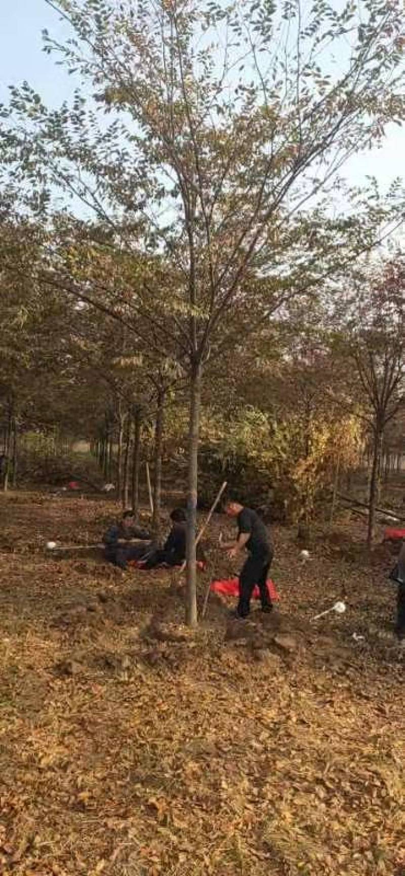 国槐法桐白腊金枝槐海棠紫叶李丛法桐欢迎各地客商咨询