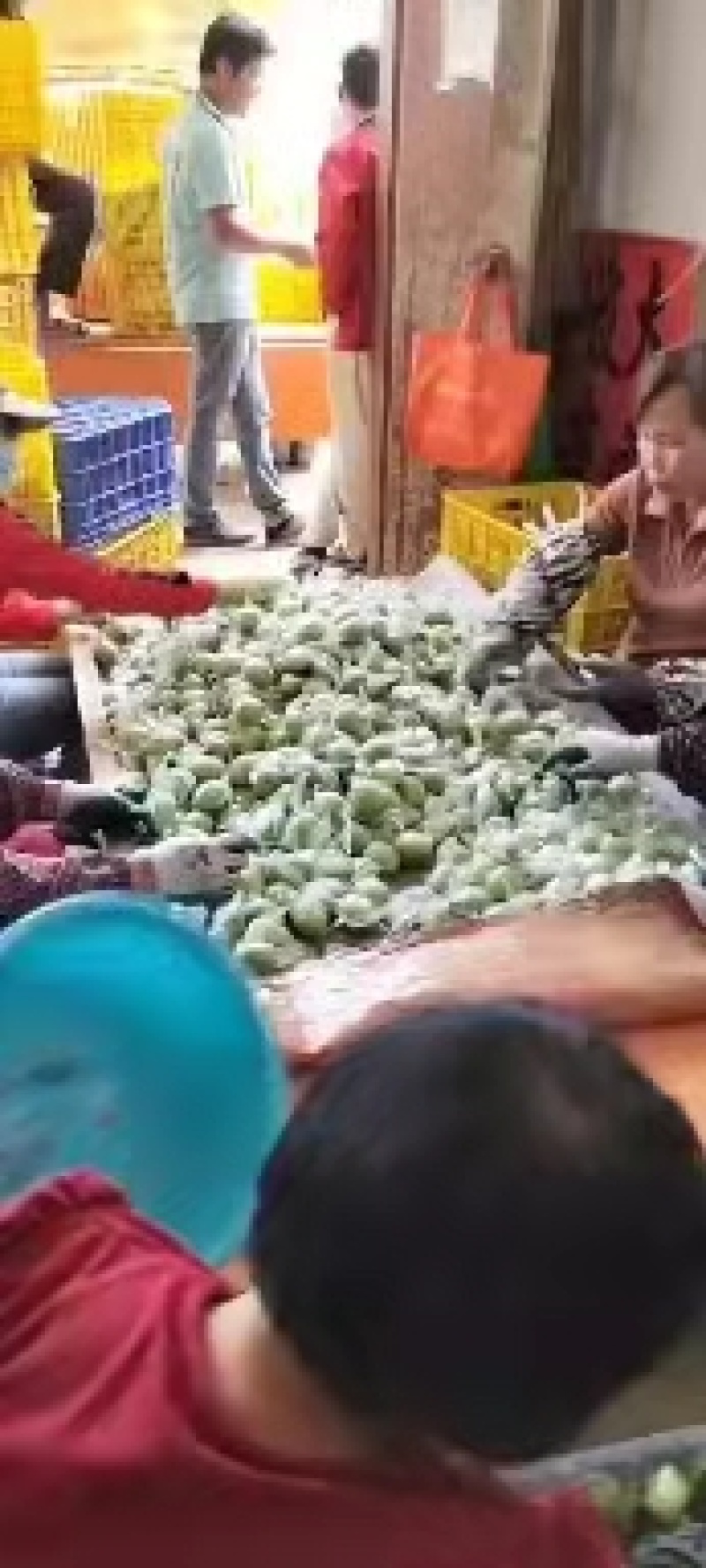 广西平南大青枣蜜丝枣万亩基地货源充足物美价廉