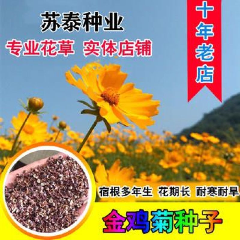 金鸡菊种子花海种子四季易种庭院阳台种子景观花海