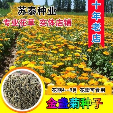 金盏菊种子多年生花种四季易种庭院阳台种子菊花种子