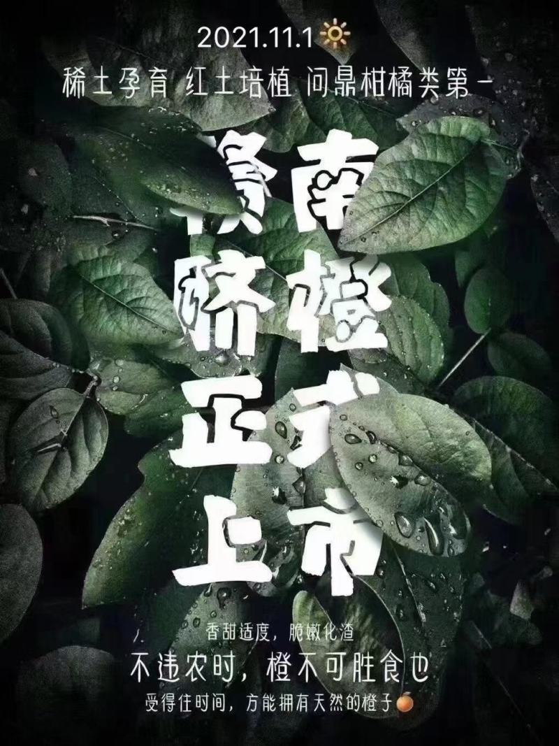 赣南脐橙产地直销