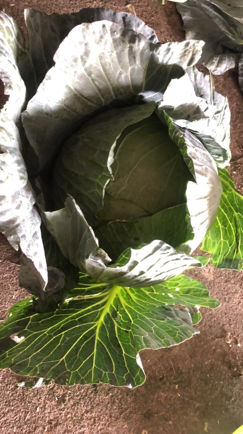 福建扁包菜，铁包，大包菜支持各种包装上车