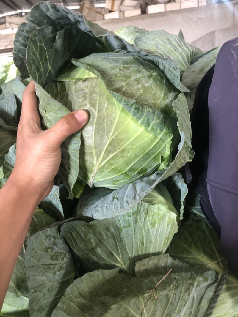 福建扁包菜，铁包，大包菜支持各种包装上车