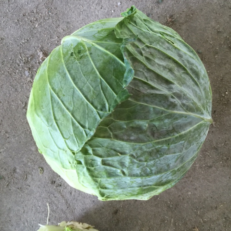 福建扁包菜，铁包，大包菜支持各种包装上车
