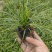 麦冬，中草药绿化植物，耐寒能力强，支持线上交易