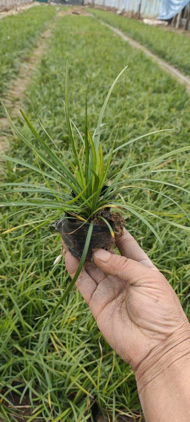 麦冬，中草药绿化植物，耐寒能力强，支持线上交易
