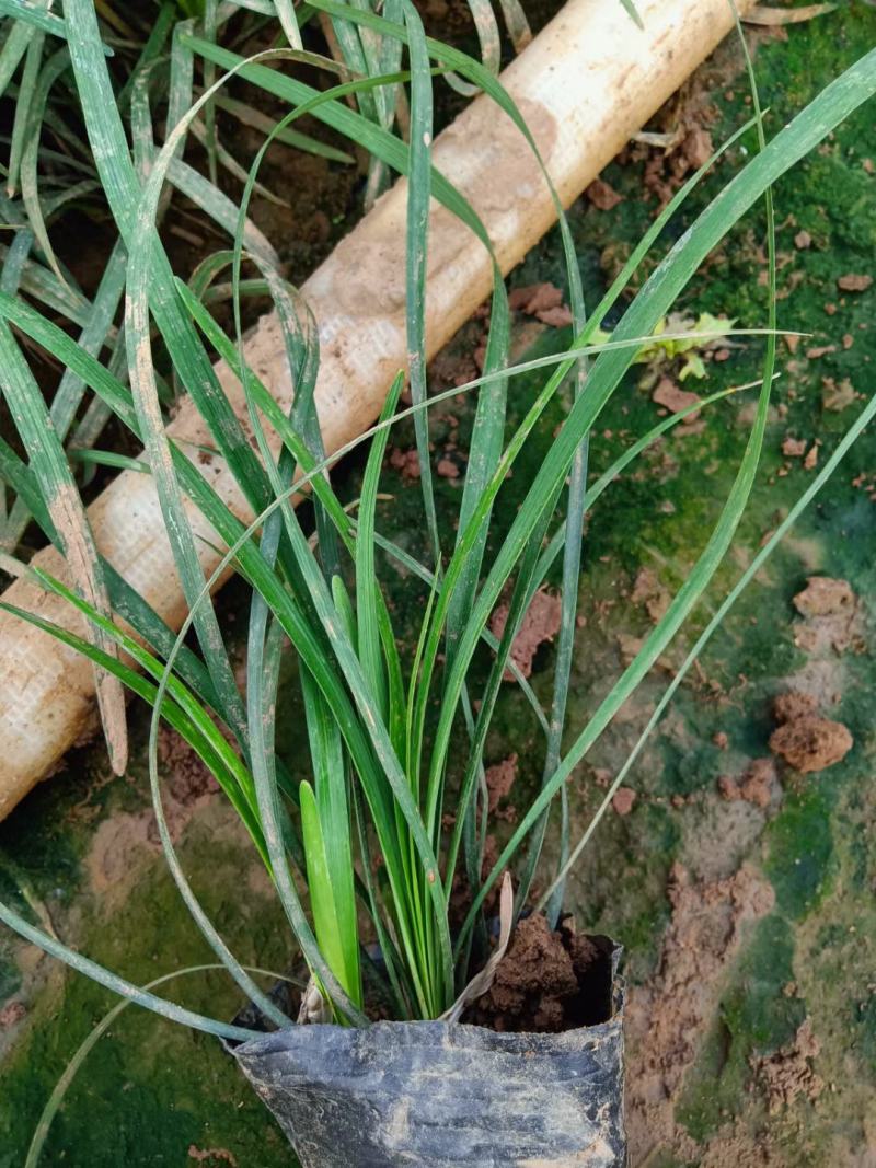 麦冬，中草药绿化植物，耐寒能力强，支持线上交易