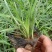 麦冬，中草药绿化植物，耐寒能力强，支持线上交易