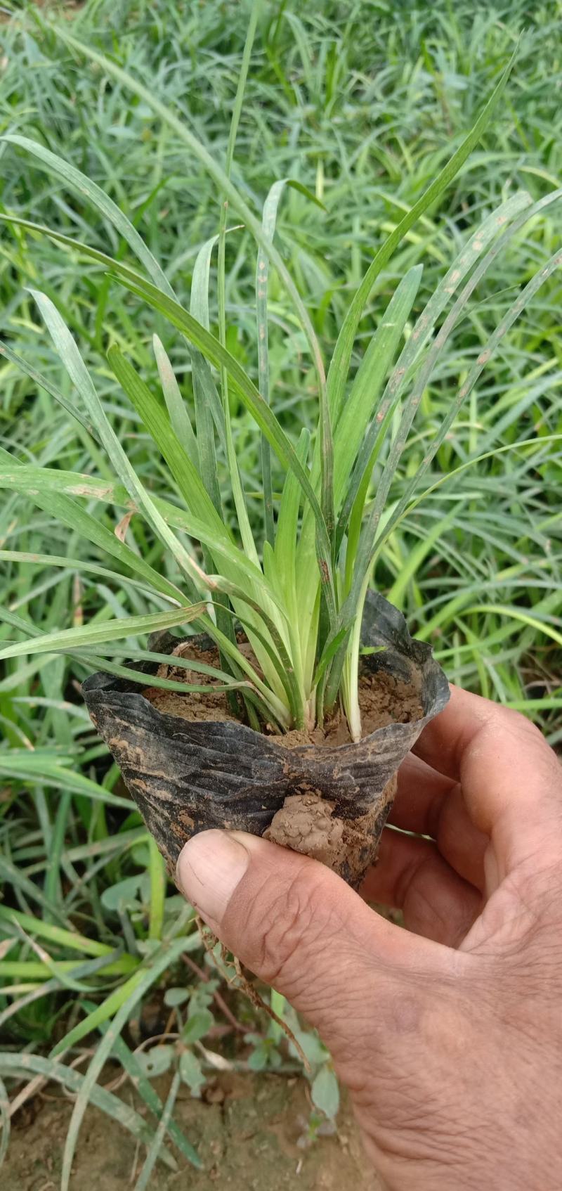 麦冬，中草药绿化植物，耐寒能力强，支持线上交易