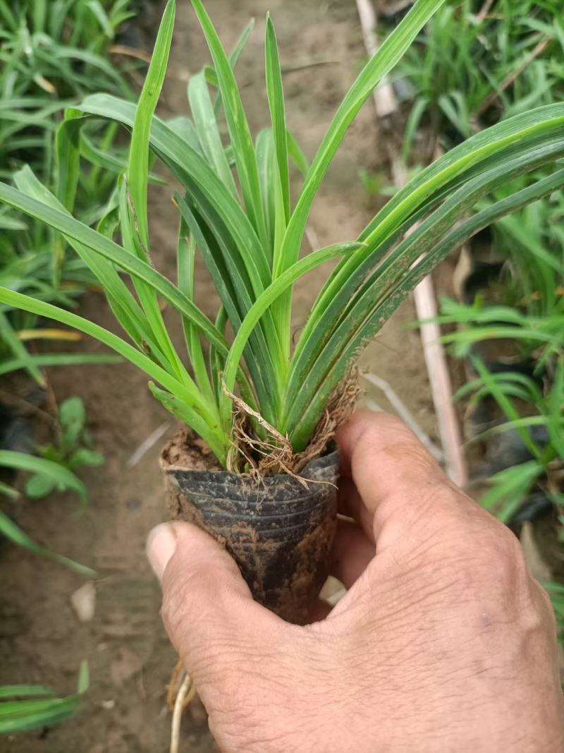 麦冬，中草药绿化植物，耐寒能力强，支持线上交易