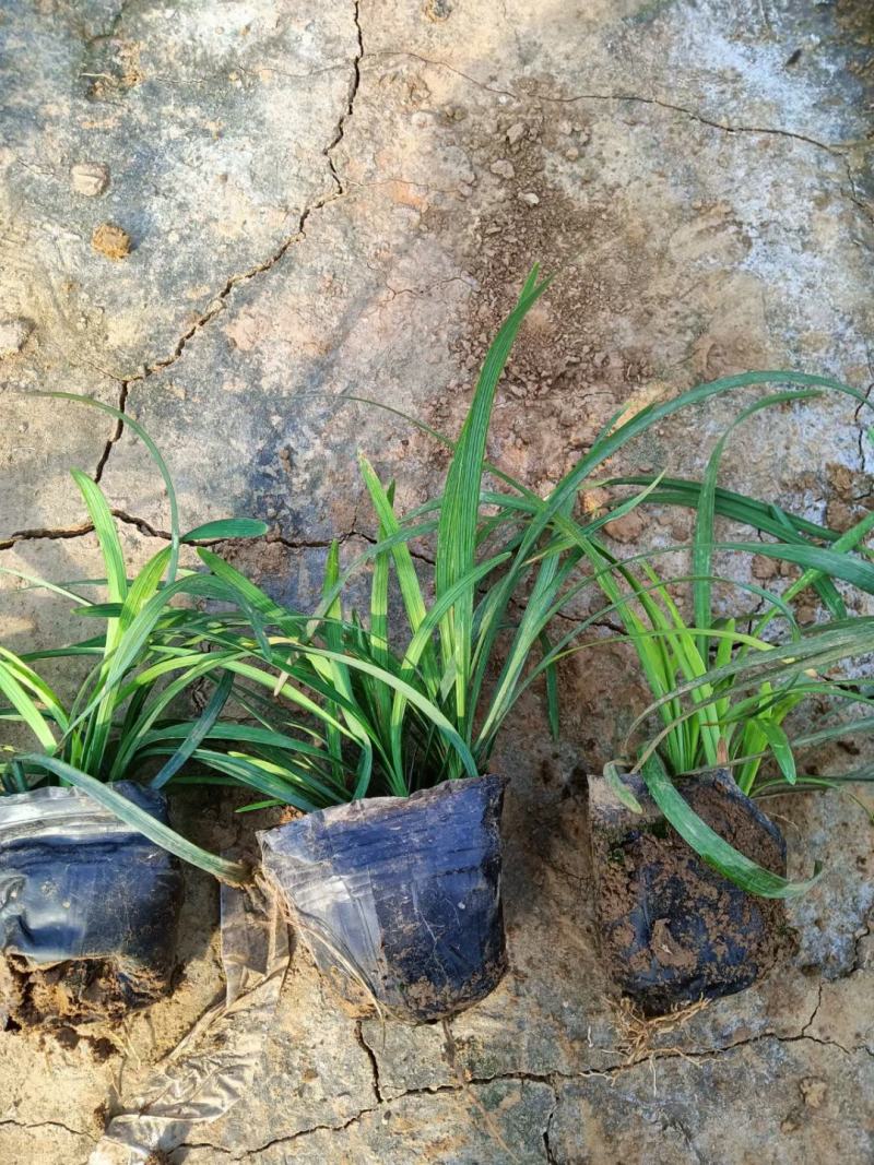 麦冬，中草药绿化植物，耐寒能力强，支持线上交易