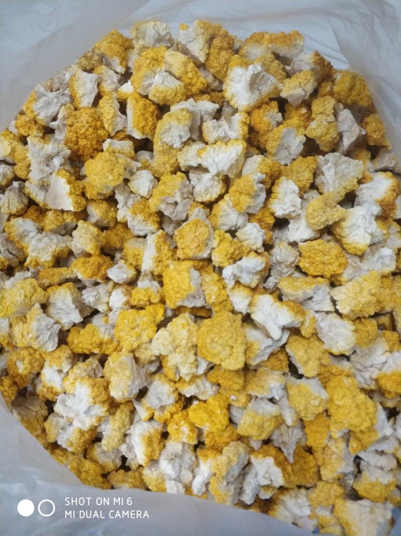 菌中燕窝，冻干金耳菌