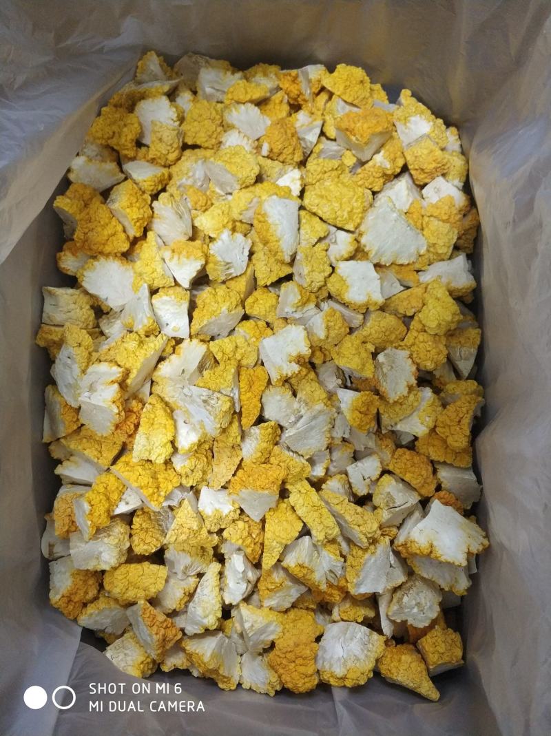 菌中燕窝，冻干金耳菌