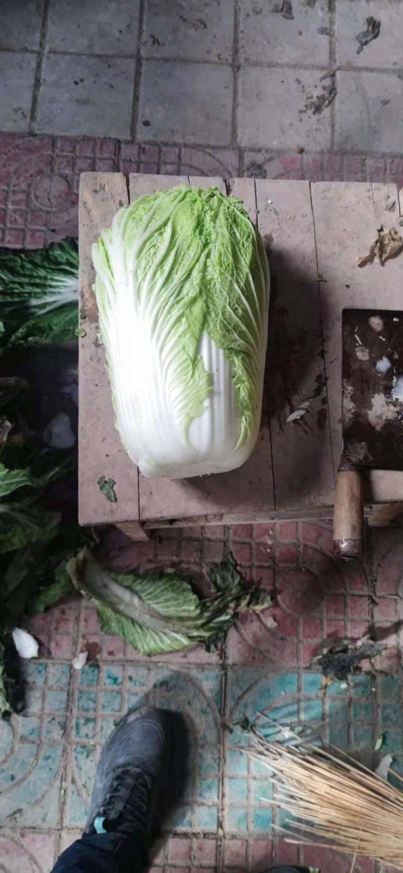 大白菜，甘肃酒泉大白菜物美价廉欢迎采购。