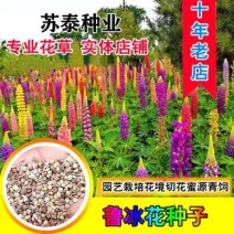 鲁冰花种子羽扇豆种子四季易种庭院阳台种子景观花海