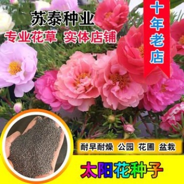 太阳花种子