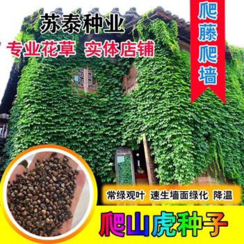 爬山虎种子红葛趴山虎红葡萄藤巴山虎种子爬藤四季常青