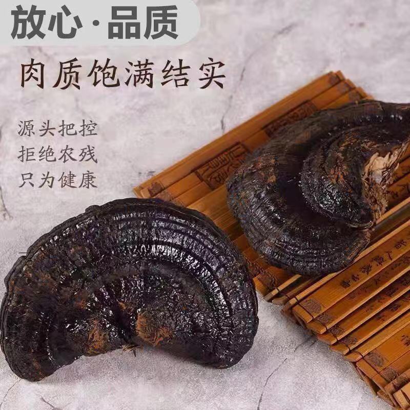 长白山正品深山采摘天然野生黑灵芝500g