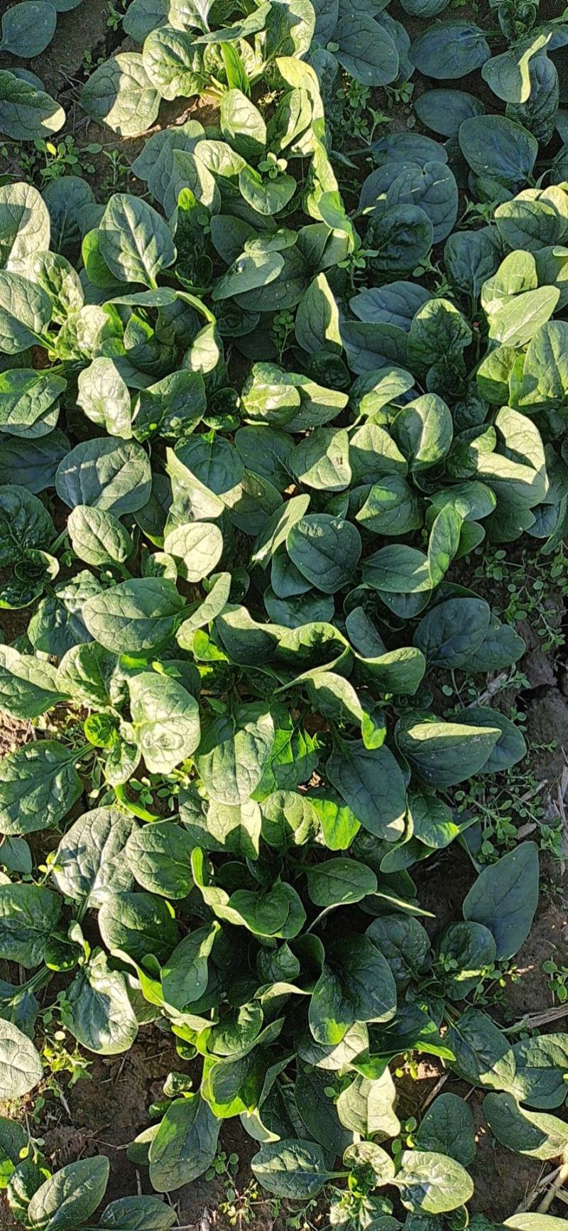 杞县趴地菠菜大量上市，质量有保障，量大需要的联系